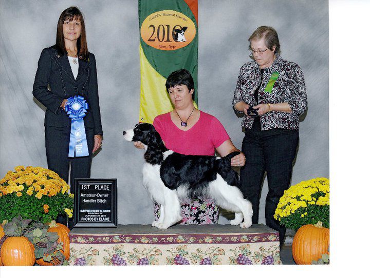 Segre's Little Black Dress | English Springer Spaniel 