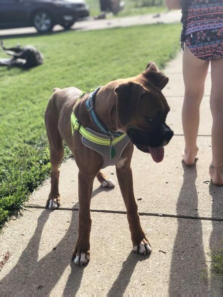 Gibbs Estes Butler | Boxer 