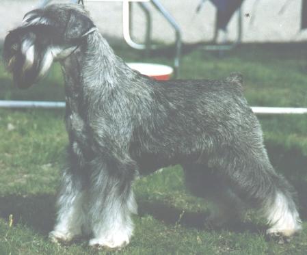 Motown¿s Rock Olga | Miniature Schnauzer 