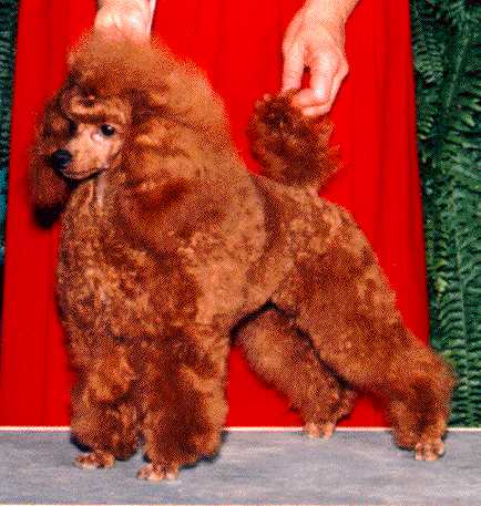 Denovo Cheyenne Cayenne | Poodle 