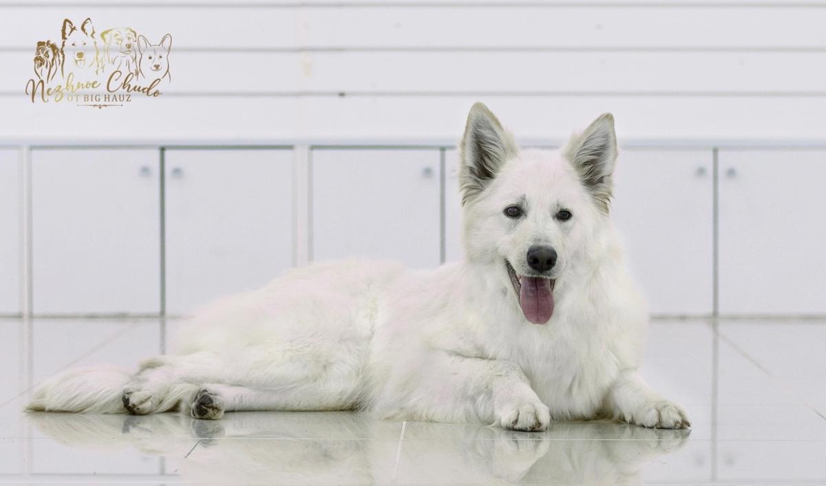 Nezhnoe Chudo Ot Big Hauz Cherfsa | White Swiss Shepherd Dog 