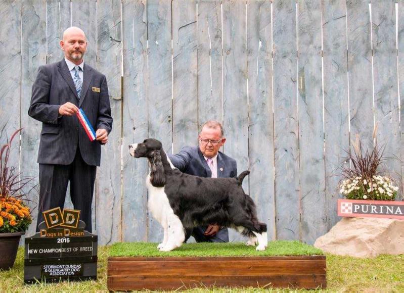 Laurdan's Aurora Borealis Miss Mona | English Springer Spaniel 