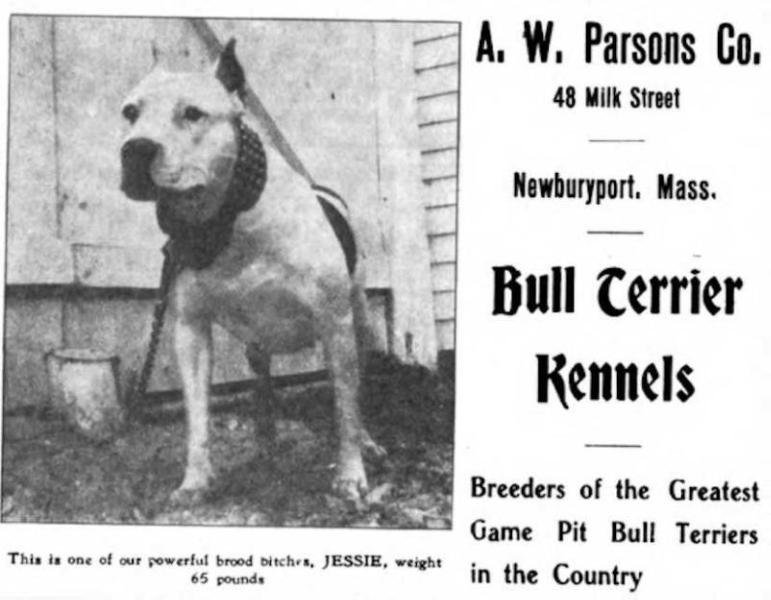Jessie | American Pit Bull Terrier 