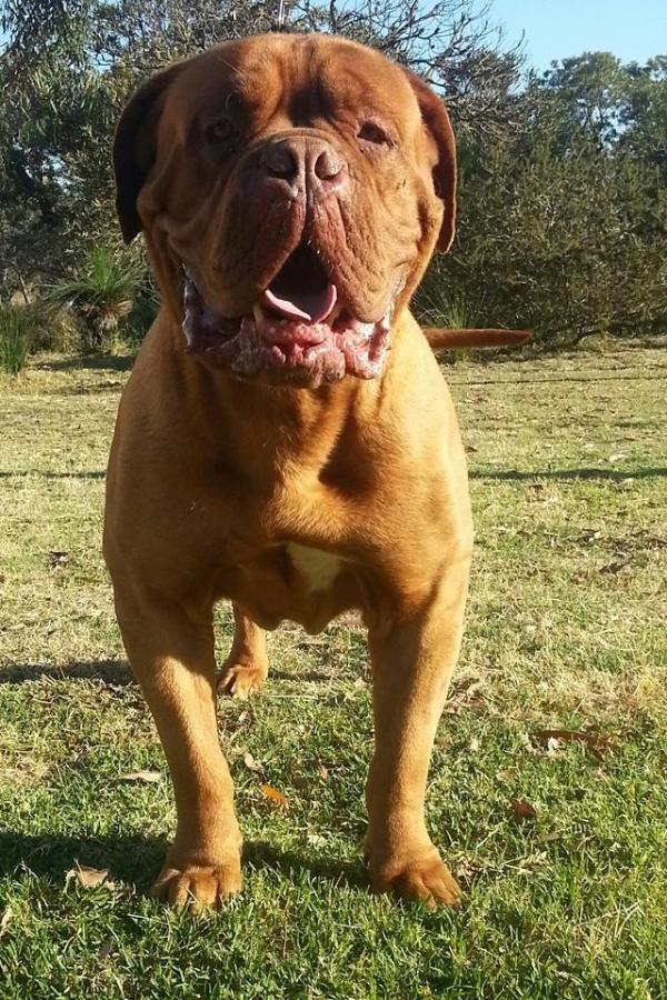 Allegreto Cujo | Dogue de Bordeaux 