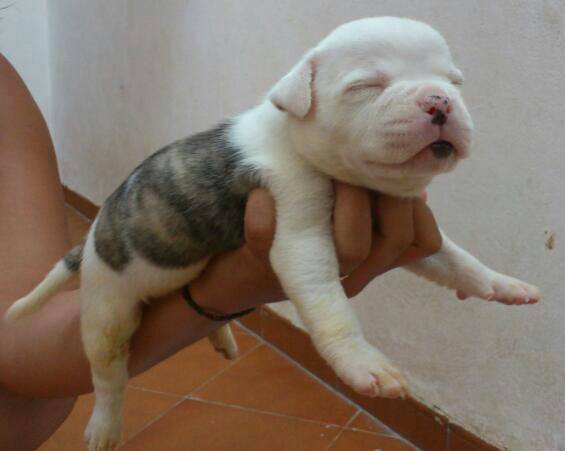 Bullyklan Lili Marlen | American Bulldog 