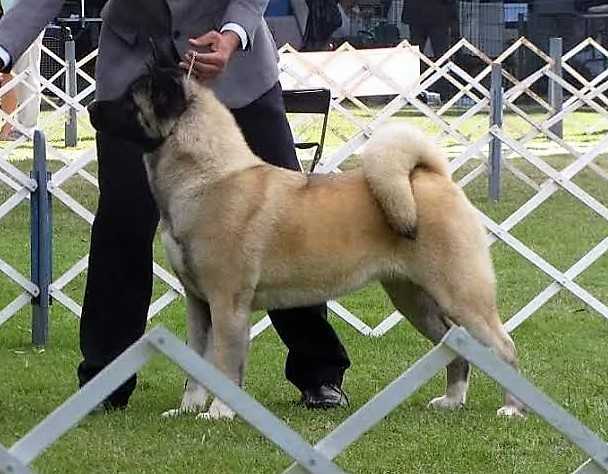 O'Ryan Mingio | Akita 