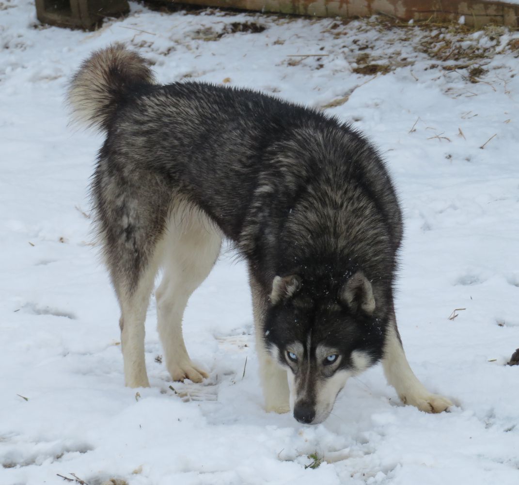 Dye's Kailani Tiki Bon | Siberian Husky 