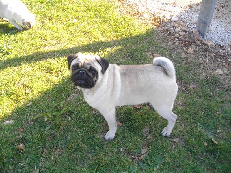 fernand des mignons de sainval | Pug 