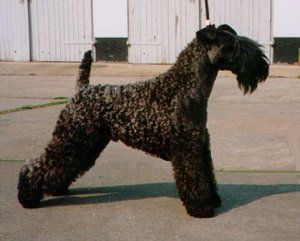 Louisburgh See An' Notice | Kerry Blue Terrier 