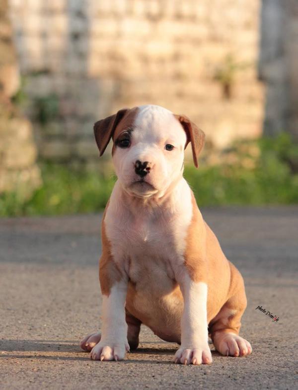 Rhea Cosa Nostra Impero | American Staffordshire Terrier 