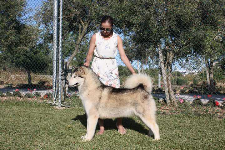 Rivendell Mals Snow Queen | Alaskan Malamute 