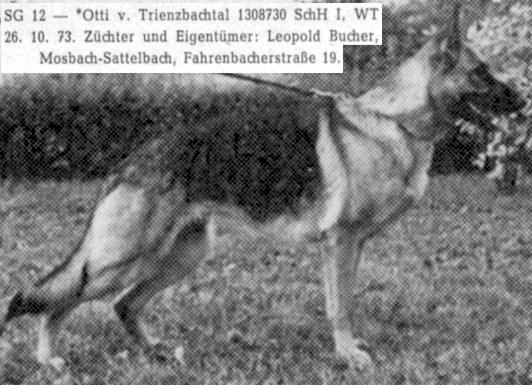 Otti vom Trienzbachtal | German Shepherd Dog 