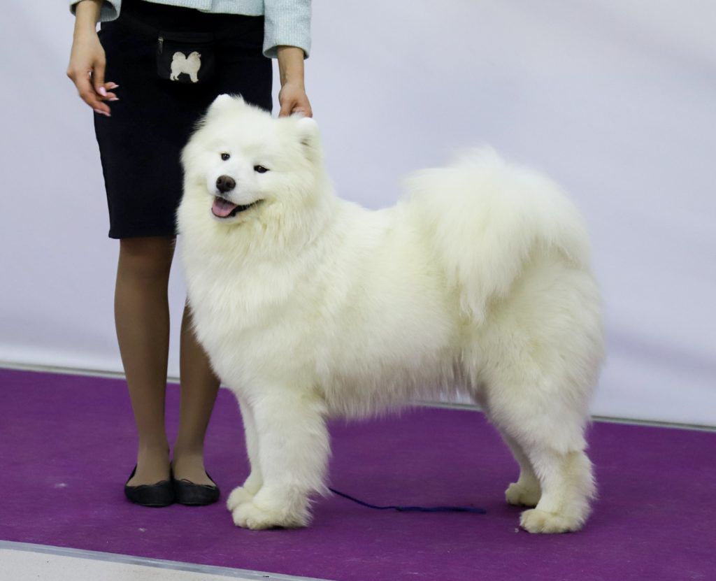 Radost Zhizni Shanti | Samoyed 