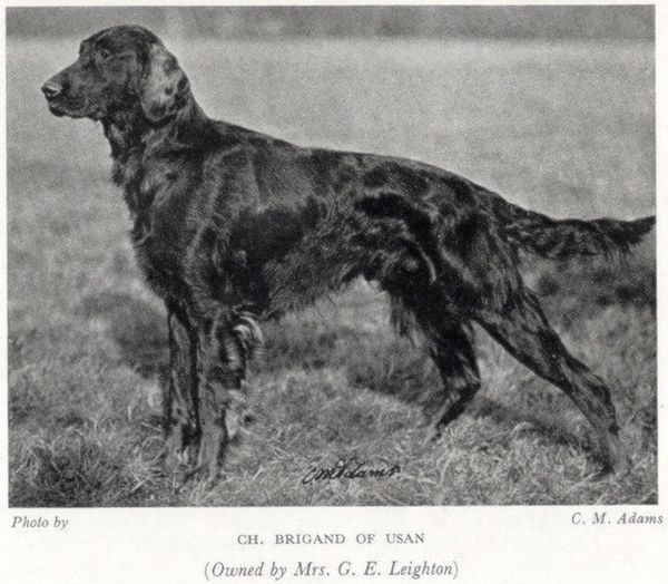 Brigand of Usan | Irish Setter 