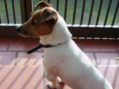 Hamasei Matilde | Jack Russell Terrier 