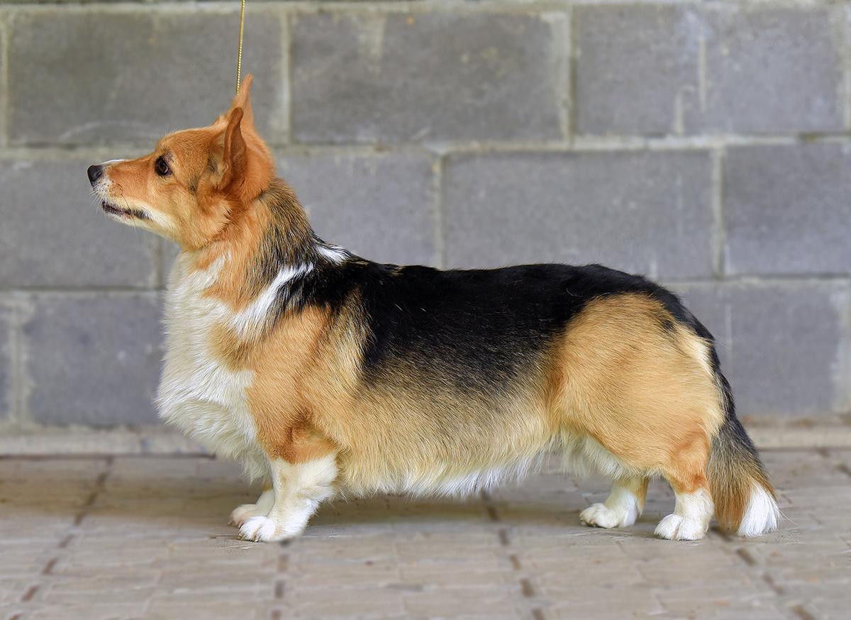 Hennessy Polka Susumelle | Pembroke Welsh Corgi 