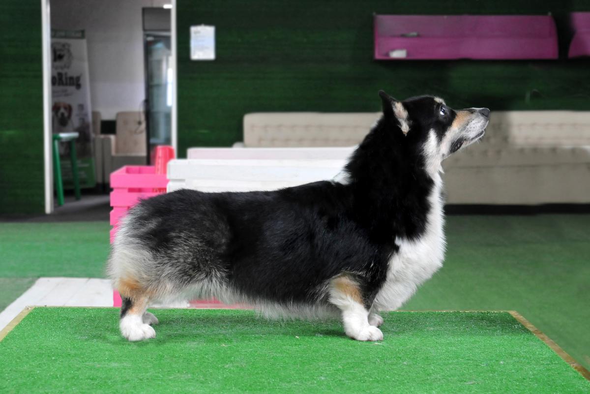 Floris Cor Ultramarine | Pembroke Welsh Corgi 