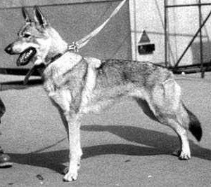 Benny z Doušova dvora CS | Czechoslovakian Wolfdog 