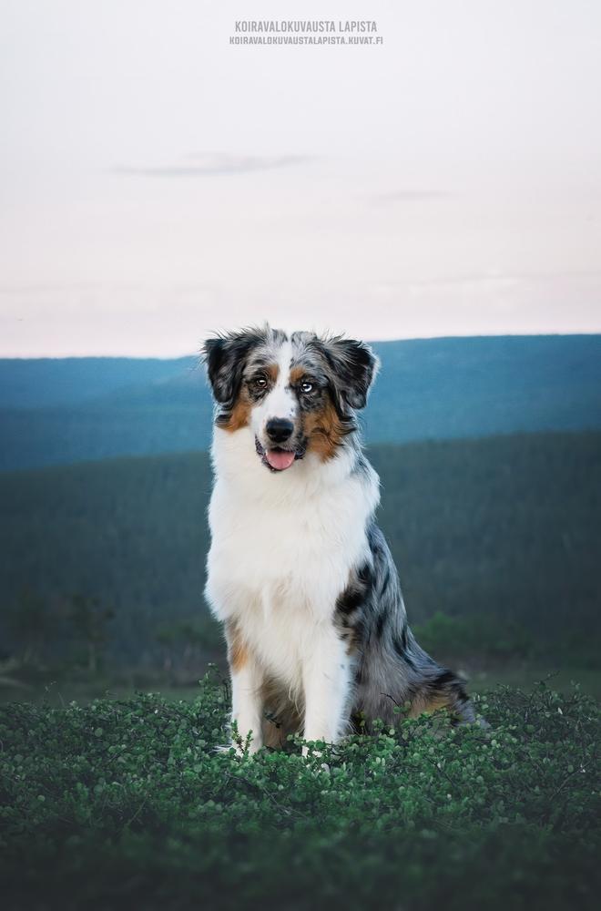 Soradel Billion Dollar Baby | Australian Shepherd 