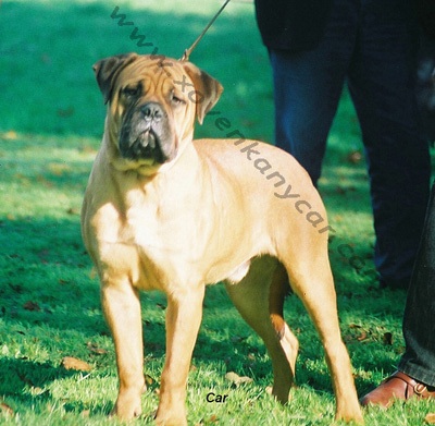 CHOCRUZ EVA BALU | Bullmastiff 