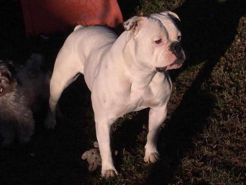 Ostwaybull's Intrique | American Bulldog 