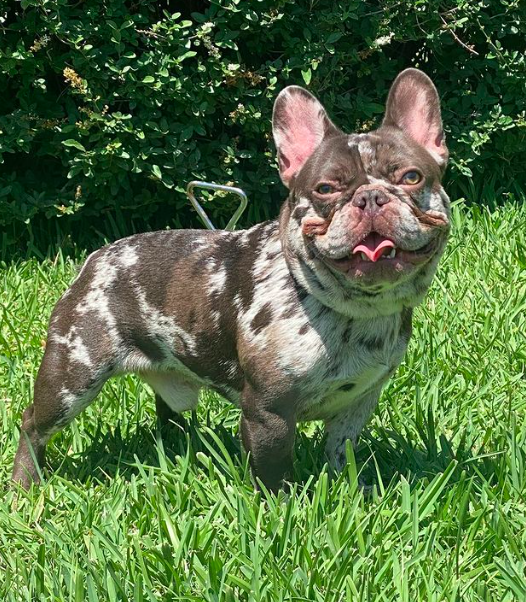 BOD Homicide | French Bulldog 