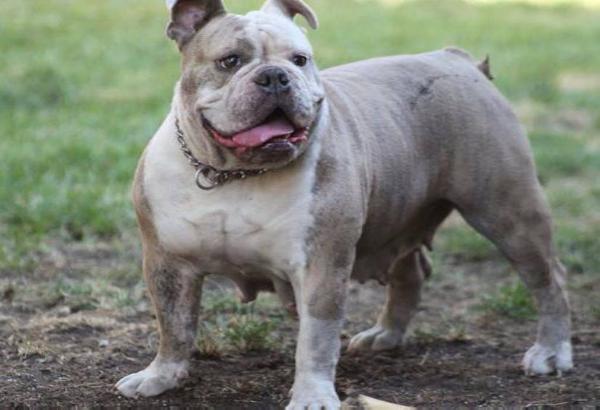 HOGHOUSE'S CHINA BLUE | Olde English Bulldogge 