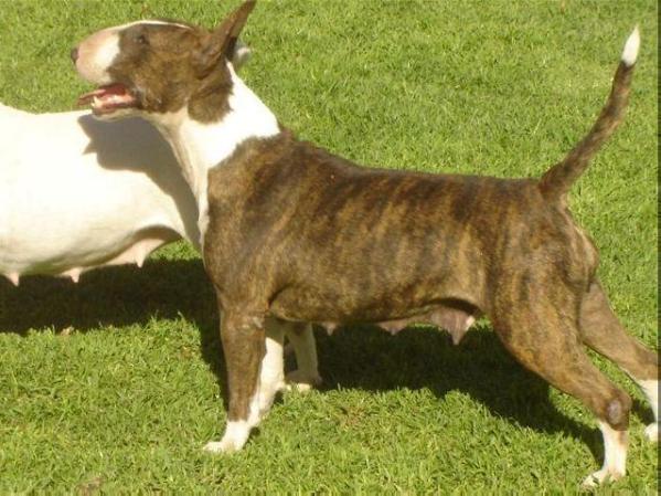 Avonjul Spar Star Venus | Bull Terrier 