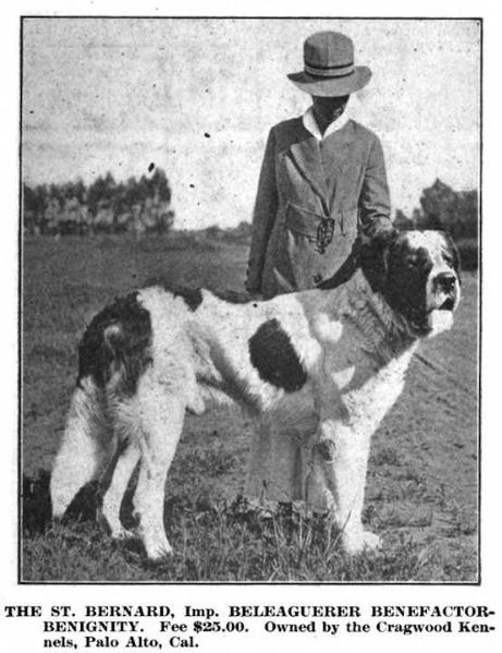 Beleaguerer Benefactor | Saint Bernard 