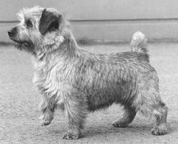 Chidley Magic Carpet | Norfolk Terrier 