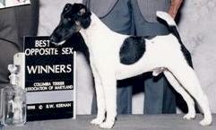 Hexham Head Hunter | Smooth Fox Terrier 