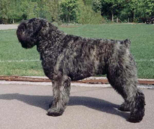 Ibrahim-Nahita Filos | Bouvier des Flandres 