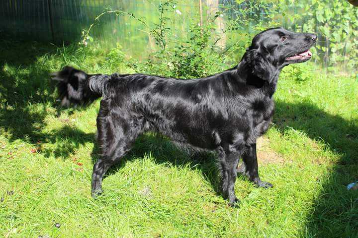 WONDER VALLEY CHANEL | Flat-Coated Retriever 