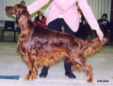 Caspian's INTREPID | Irish Setter 