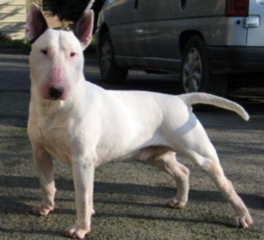 Waltzing Mathilda's Ambassador | Bull Terrier 