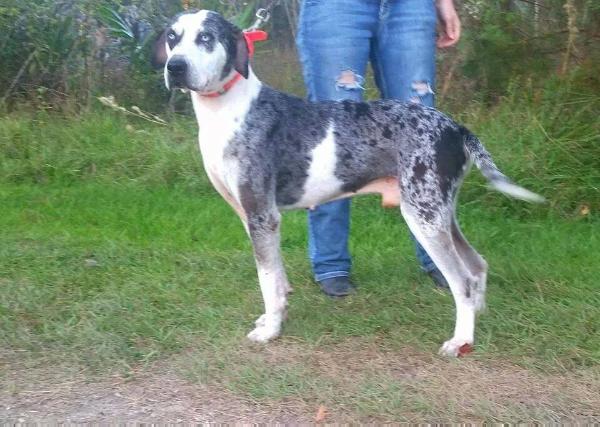 Little C's Rowdy | Catahoula Leopard Dog 