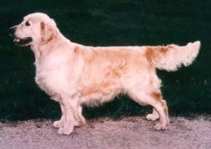 Dainty's Hot Order | Golden Retriever 