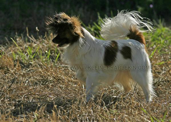 Janis Joplin vom Cavalierchen | Papillon 