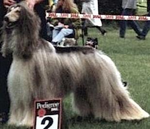 Sanallah's Indiana Jones | Afghan Hound 