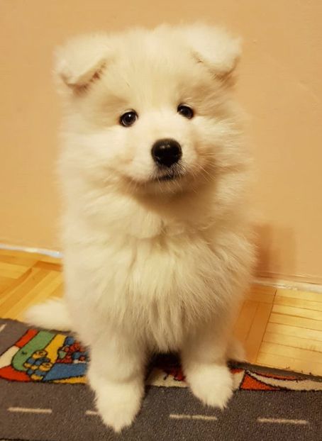 KOBE OF XENON The Glow Of The Snowy Star | Samoyed 