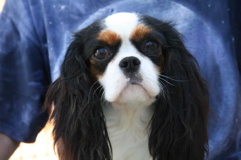 Platt's Anna Belle Luddington | Cavalier King Charles Spaniel 