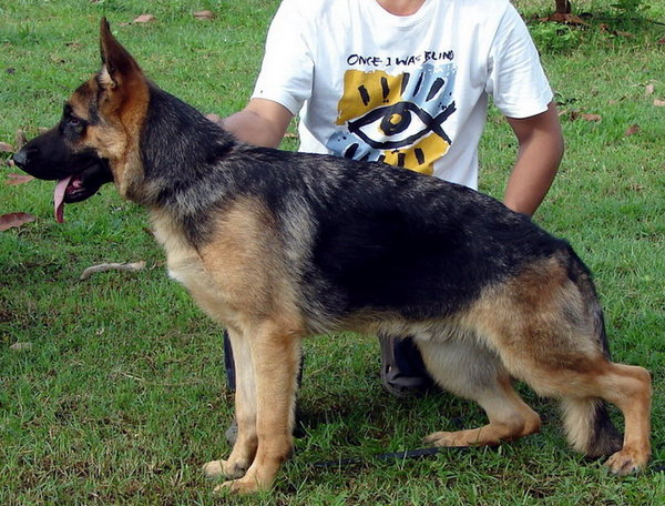 Olympus Vom Nordex | German Shepherd Dog 