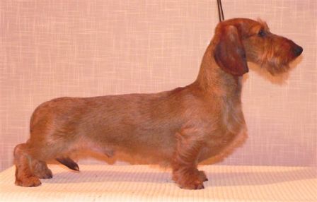 Magik Rainbow Yantarny Myod | Dachshund 