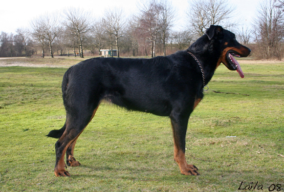 Acanthe Warrior Soul | Beauceron 