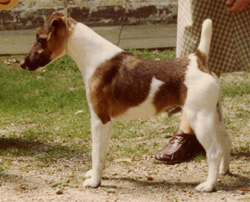 Leon von der Bismarckquelle | Smooth Fox Terrier 