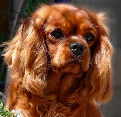 My Little Joy Vom Erlenbacher-Hemmerich | Cavalier King Charles Spaniel 