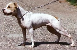 Bijeljina boy'S bela | American Pit Bull Terrier 