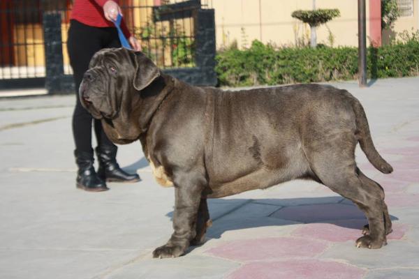 URANIA DELLO SCULTORE | Neapolitan Mastiff 