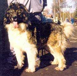 VAZO (DONICHEVA) | Caucasian Mountain Dog 