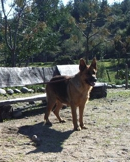 Brenda Von Surstolz | German Shepherd Dog 